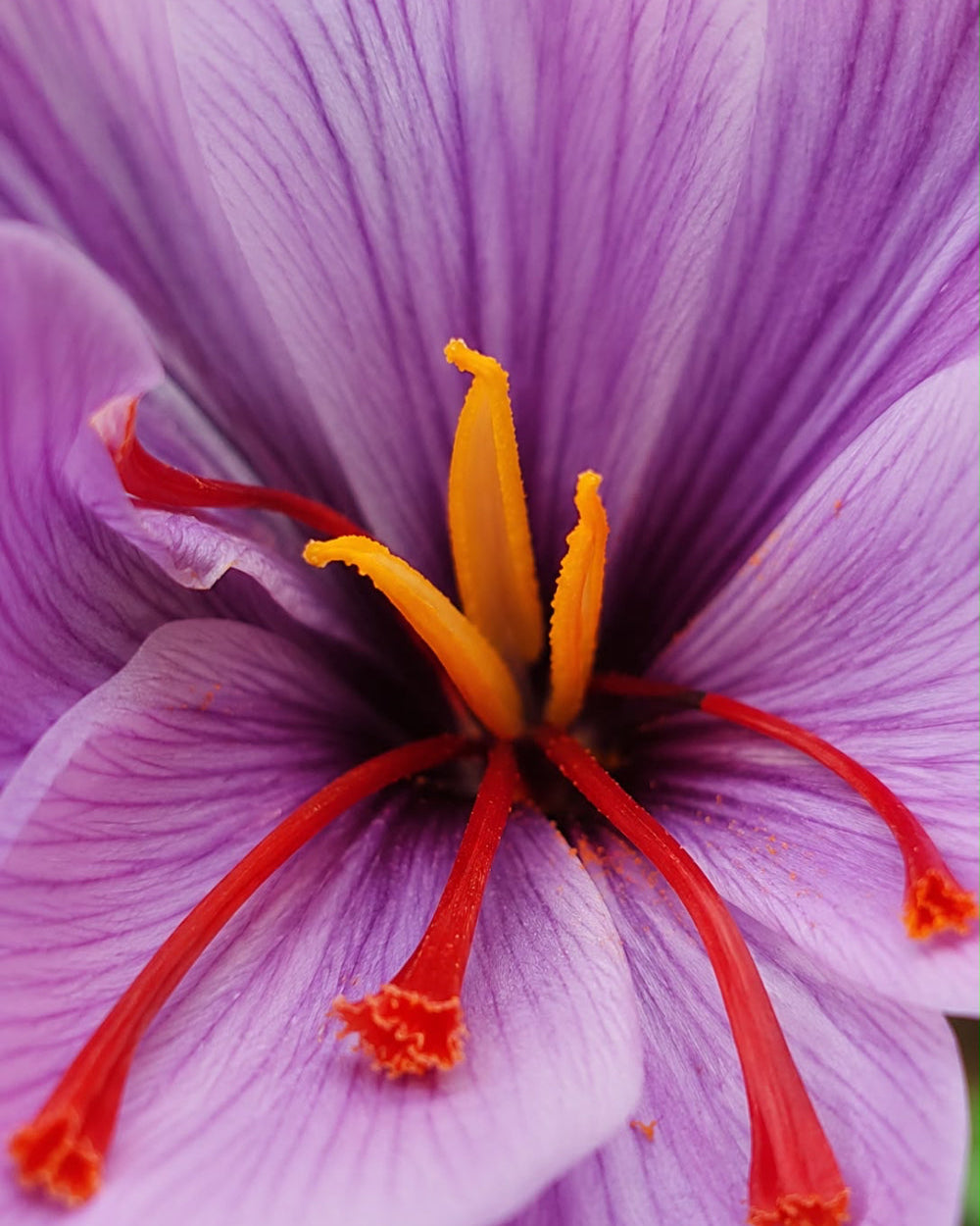 Close-up of a purple flower with layered petals, bright yellow-orange center stamens, and red filaments.